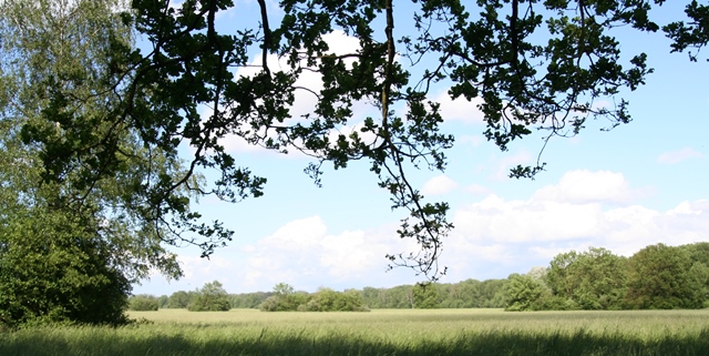 Sous les boisements de berge