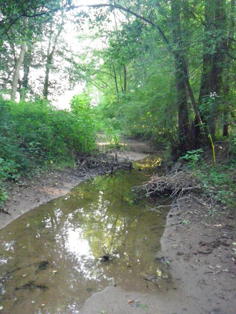 Schernetz, en basses eaux estivales dans la forêt de Stotzheim