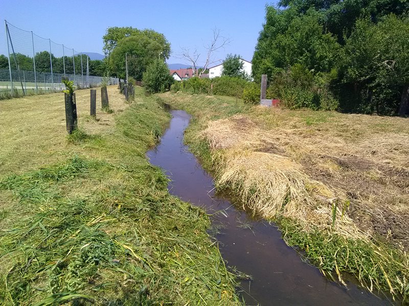 Fauche de dégagement des jeunes plantations