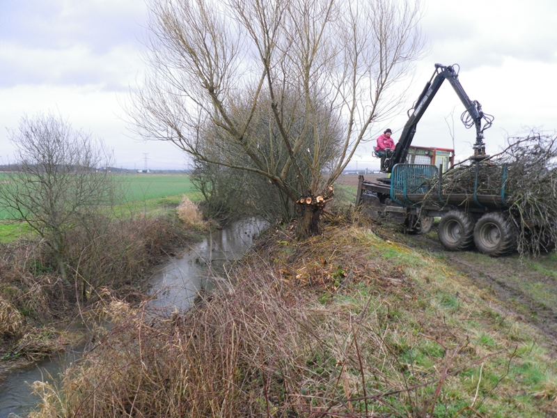 Recépage de saule en tétard